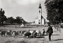 Dorfplatz mit Schweinehüter