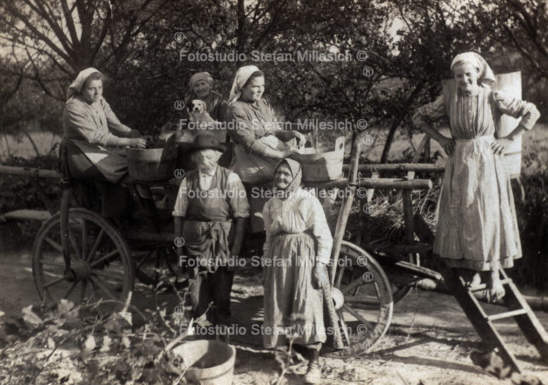 A13 Graf-Tinhof Weinlesewagen