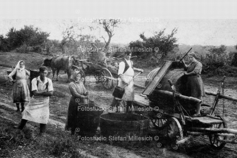 A14 Grosseltern Weinlese