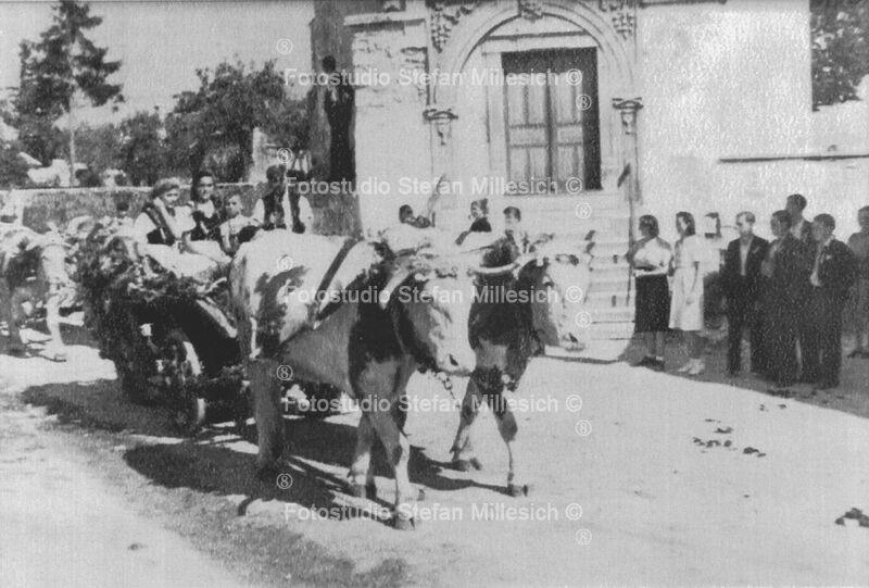 a15b 1947 Erntedankfest Ochsen