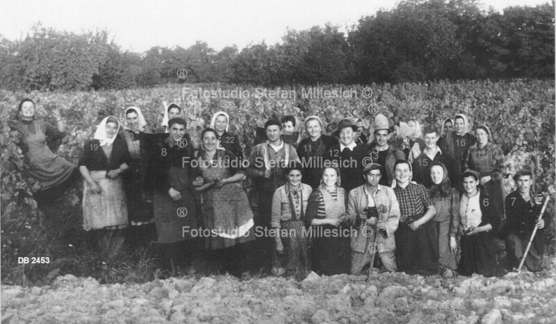 a26 1956 Weinleser
