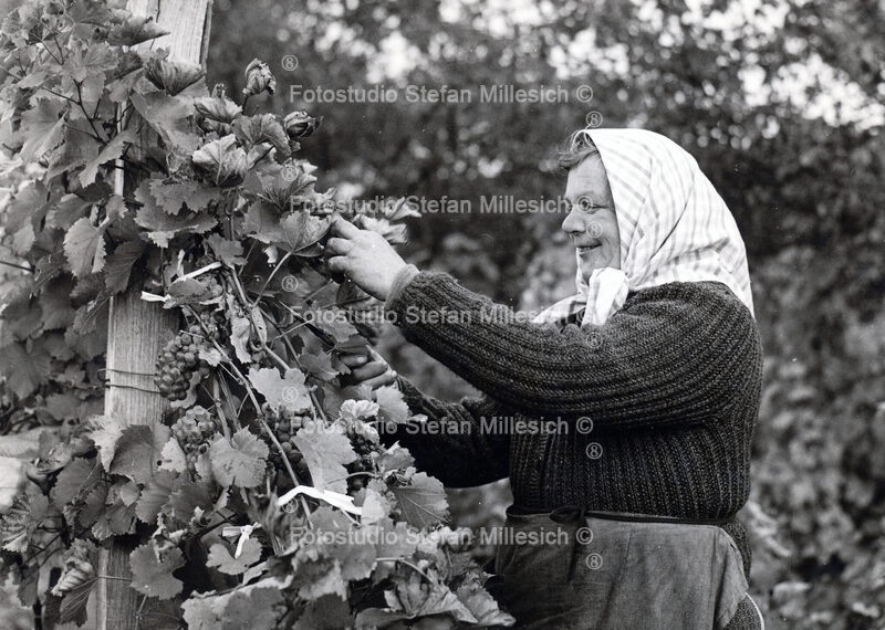 a37d Weinlese Frau