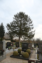 Friedhof 129